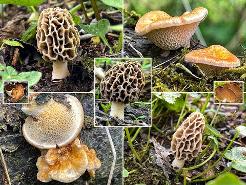 Pilze im Mai | 01.05.2021 | Eine erste Waldrunde im Mai | Speisemorcheln & Wabenporlinge am Inn