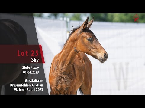 Dressurfohlen-Auktion Lot 25 Sky Stute v. Sir Heinrich -  Rock Forever I