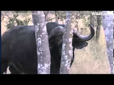 May 28: Marc sees 2 water buffalo (PM drive)