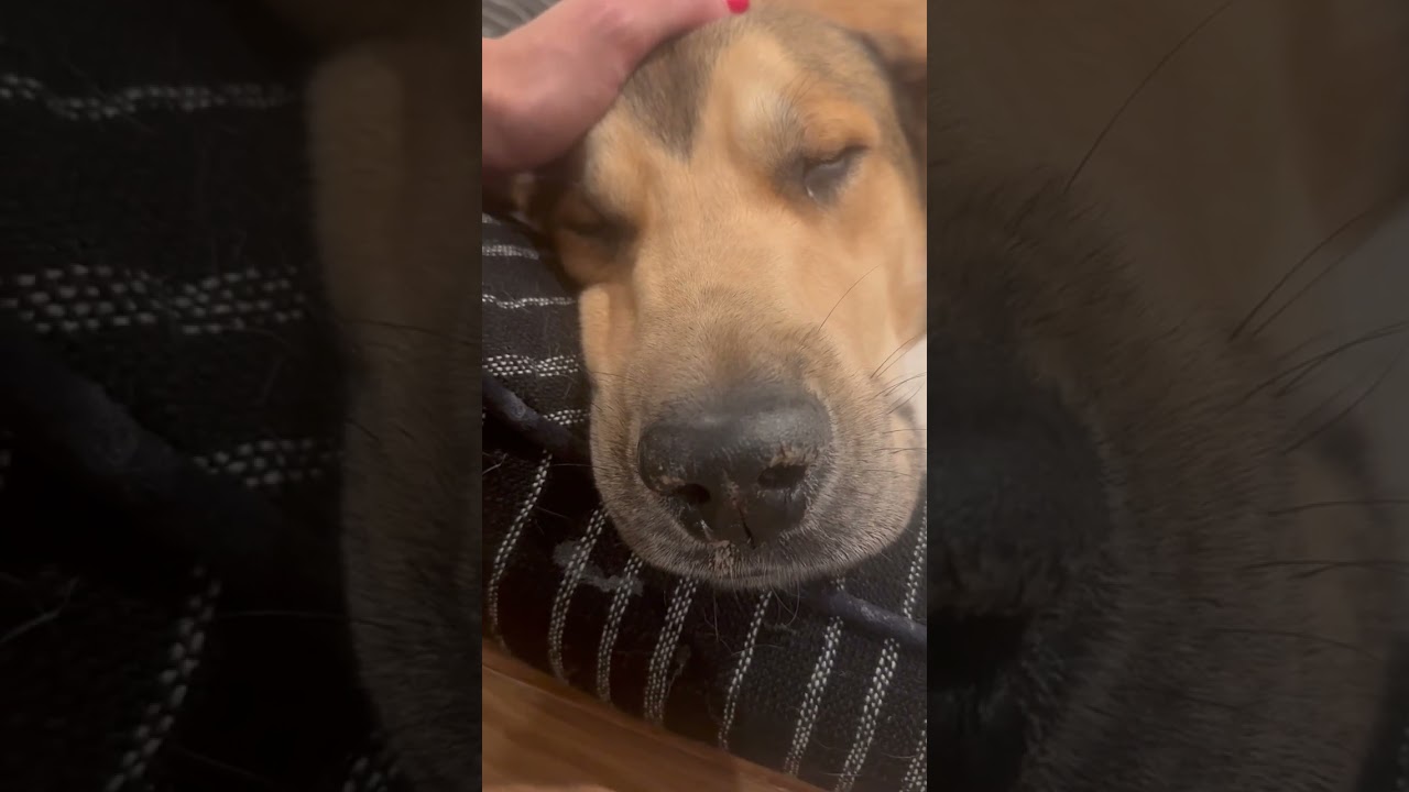 Buddy video