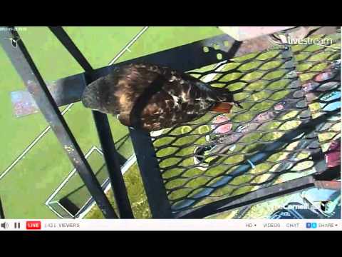 05262012_1001am EDT Cornell Red-Tailed Hawks