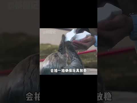 有生之年能不能讓我當一回海獺飼養員阿 #萌物 #海獺 #動物 #可愛