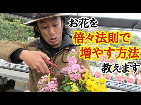 キンギョソウを切る:これは覚えておく必要があることです 植物