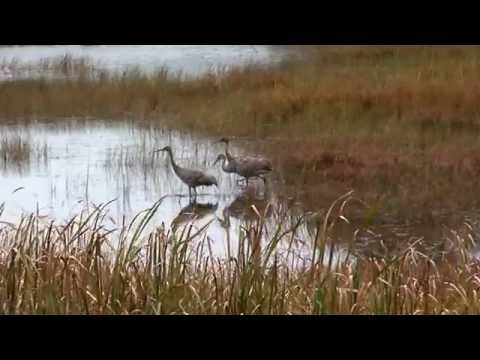 Great Getaways: Seney National Wildlife Refuge [near Curtis MI]