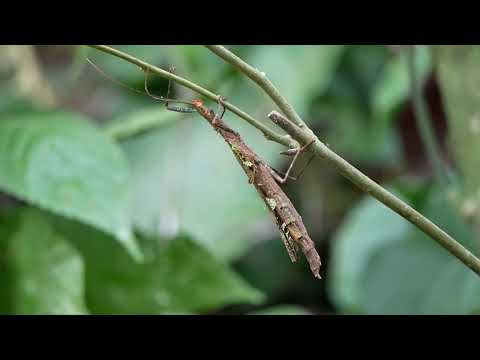 Phasmatodea (a stick insect) - Pantiacolla Lodge (Peru) 5-10-2019