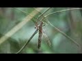 Phasmatodea (a stick insect) - Pantiacolla Lodge (Peru) 5-10-2019