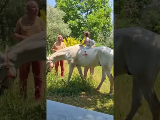 ALASKA BARBE PP HONGRE BLANC 15 ANS FACILE 4500 €