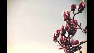 Ludovico Einaudi, Redi Hasa, Federico Mecozzi - Ascent (Day 4) video