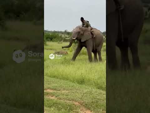 Nature is unpredictable… and this moment says it all