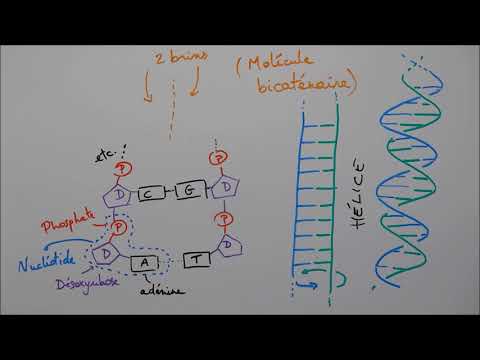 Molecules of Life 5 - Nucleic Acids
