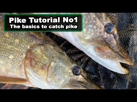 Pike Fishing Tutorials - The Basics