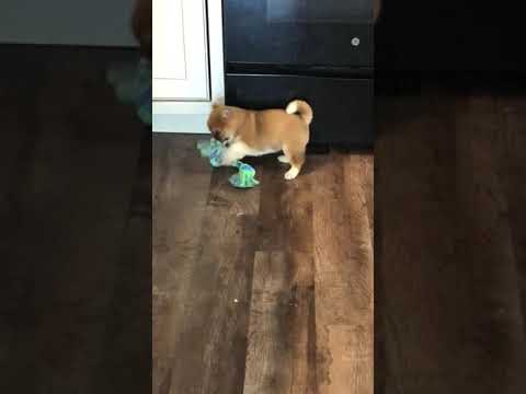 Playful Beautiful Shiba Puppy