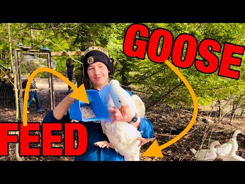 What Should You FEED YOUR GEESE? This is working for me.