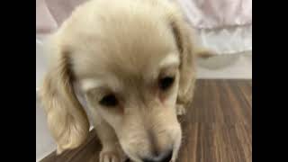 ミニチュアダックスの動画01