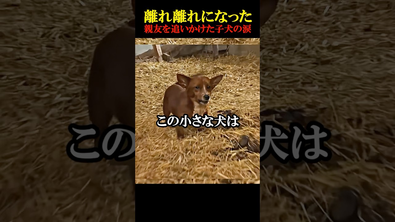 犬と牛の感動の物語