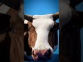 How To Fix A Bloated Cow 🐮