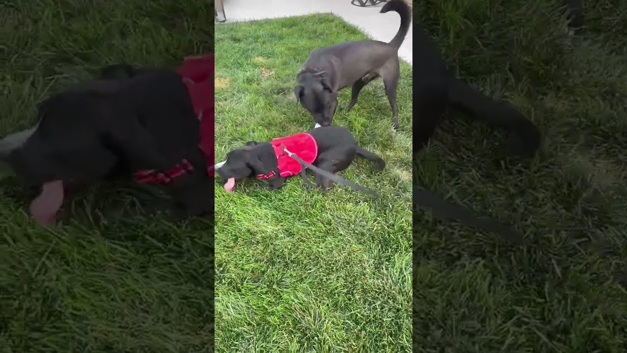 Enlarge Bubba, a ADOPTABLE Pit Bull Terrier in Denver , CO video 3/6