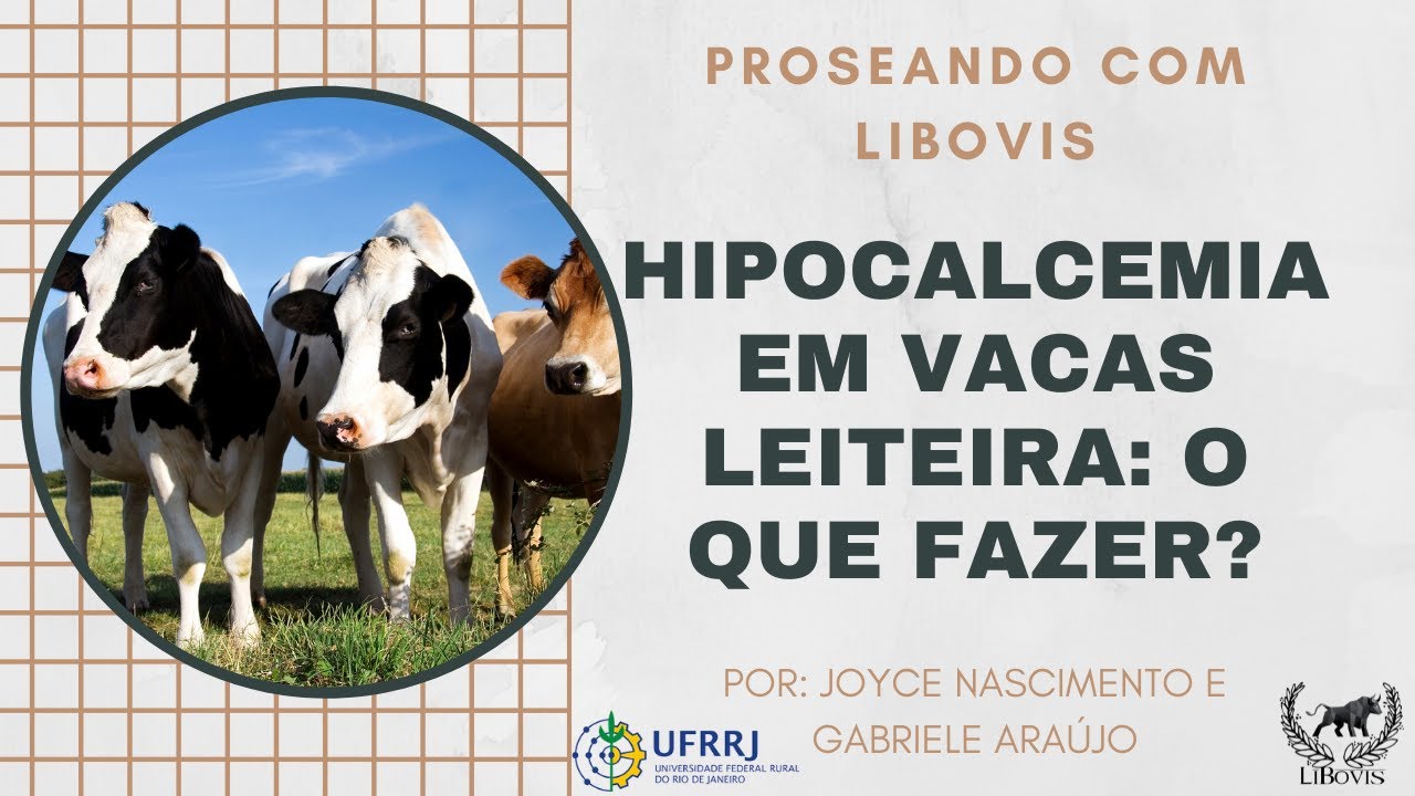 PROSEANDO COM LIBOVIS- HIPOCALCEMIA EM VACAS LEITEIRAS, O QUE FAZER?