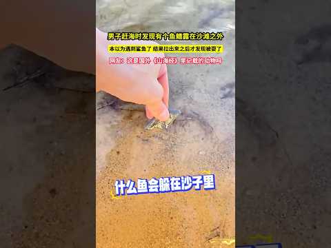 男子趕海時發現有個魚鰭露在沙灘之外，本以為遇到鯊魚了，結果拉出來之後才發現被耍了，網友：這是國外《山海經》裡記載的動物嗎?#shorts
