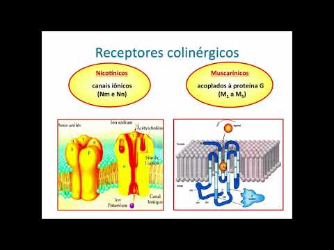 Curso de Farmacologia Aula 6   Farmacologia colinergica   Divisão anatomofuncional1