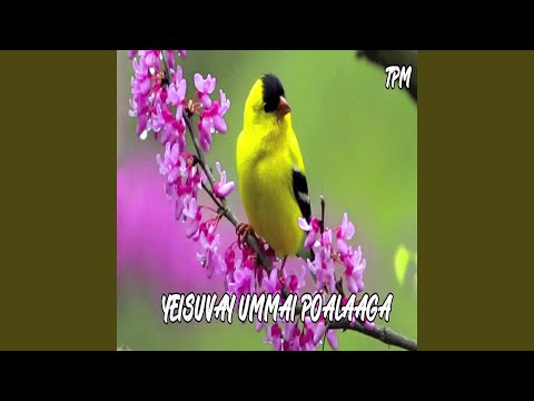 Yeisuvay Ummai Poalaaga
