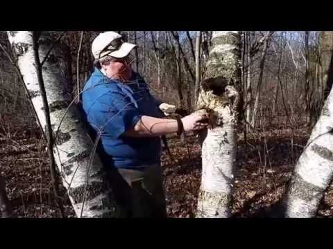 Collecting Chaga From A Birch Tree