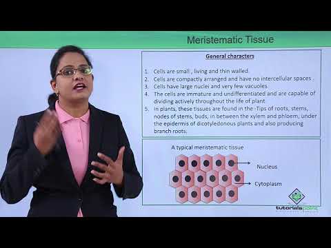 Anatomy of flowering plant Introduction Hindi