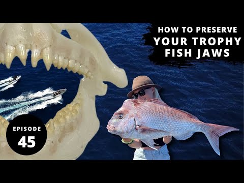 BLUETTI EB150 | HOW TO PRESERVE FISH JAWS | CAMPING AT BLAKESLEYS ANCHORAGE  - Ep 45