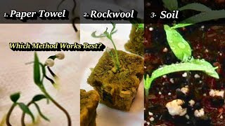 Germinating Hot Pepper Seeds 3 Ways: Paper Towel and Baggie Method, Rockwool, and Soil