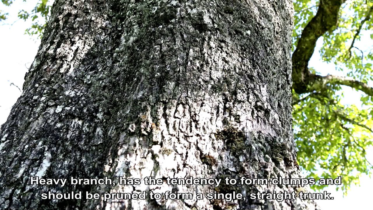 Watch Now Espécies de Árvores Nativas no Sul do Brasil Espécies de Árvores Nativas no Sul do Brasil