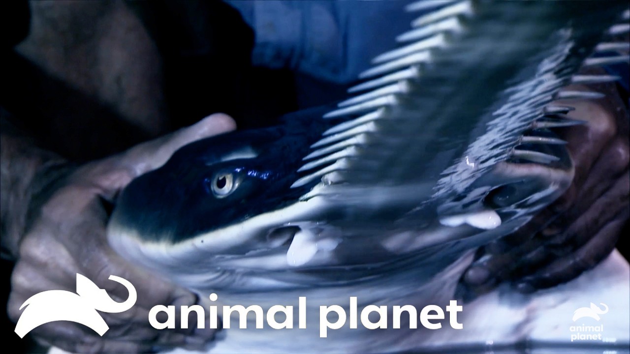 MOST Ferocious River Monsters of ALL TIME! | River Monsters | Animal Planet