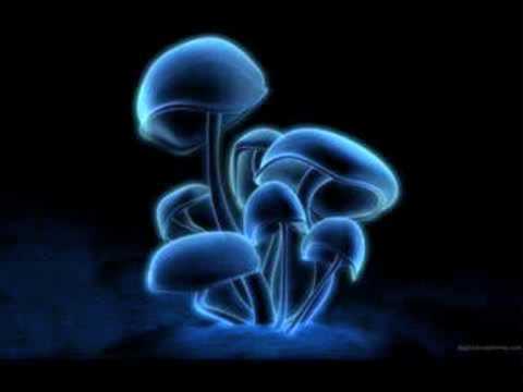 Maissouille - Toxine