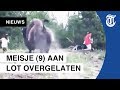 Ouders vluchten voor bizon (en laten dochter achter)