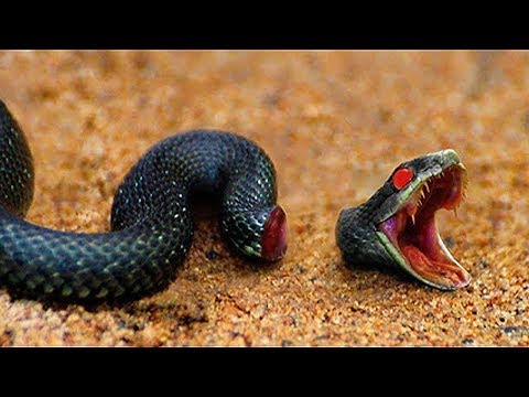 There are 10 Animals That Can Live After Death | KASKUS There are 10 Animals That Can Live After Death | KASKUS