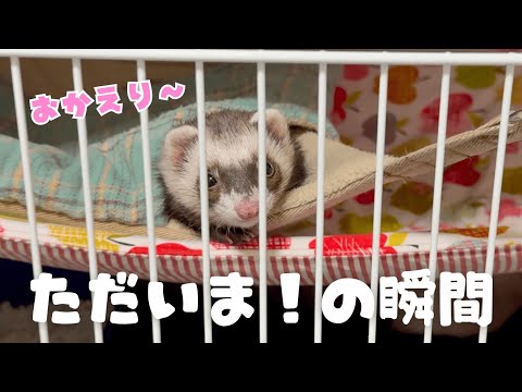 ただいまの瞬間が幸せすぎる…フェレットたちのゆる〜いお出迎え【ferret＃1833】