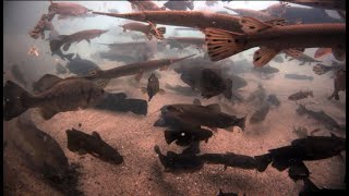 Live Fish Cam from the State Fair