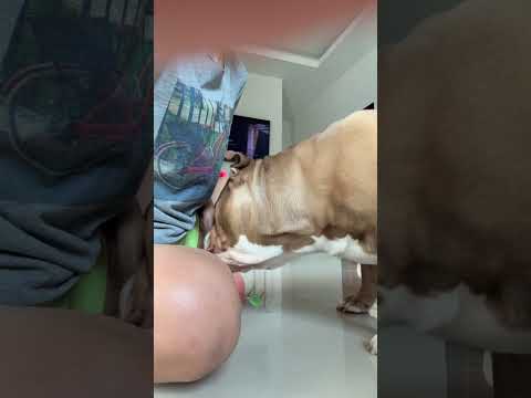 กินอร่อยตลอดแหละ #อเมริกันบลูลี่ #americanbully #ทาสหมา #ไฮไลท์ #dogs #รักหมา #reels #reelsviral