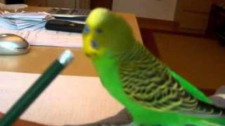 "Fuck You!", Budgie, Funny Bird Bicir