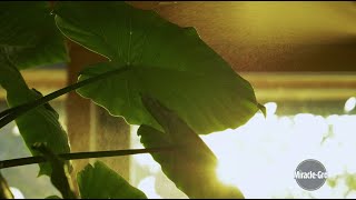 Miracle-Gro What You Grow, Grows You (2025 Ad Campaign)