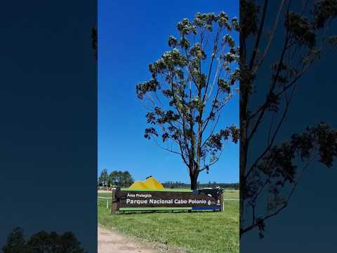 Cabo Polonio 2024. Rocha. Uruguay 🇺🇾🇺🇾🇺🇾. Short#