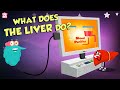 What Does The Liver Do Liver Functions The Dr Binocs Show Peekaboo Kidz