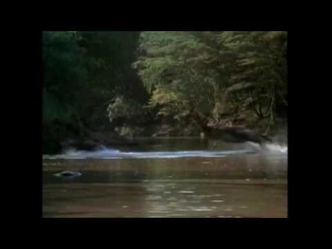 Gwen and Zoey's Adventures of Really Wild Animals (Episode 14; Part 12)