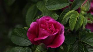 I was just thinking...