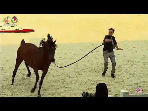 N.322 BS MOHTHAB - UAE National Championship 2020 - Stallions 7-9 Years Old (Class 11).mp4