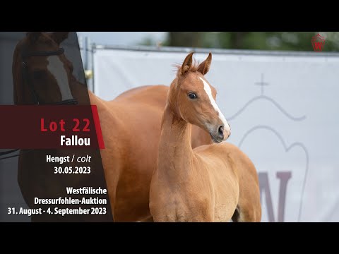 Dressurfohlen-Auktion Lot 22 Fallou Hengst v. Fanegro - Lord Loxley