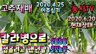 고추재배, 202년 4월 25일 아주심기한 고추밭에 6월 20일 현재 상태 [농사TV]