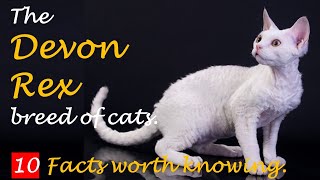 The Devon Rex breed of cats . 10 facts worth knowing