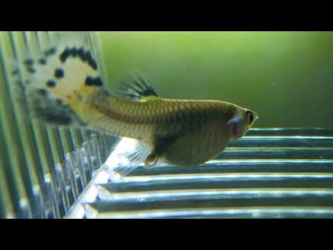 Female guppy giving birth and eating its own fry.