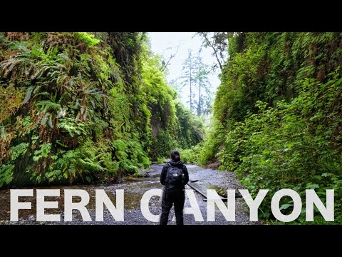 Fern Canyon Trail Loop | Redwoods National and State Park | Northern California | Hiking
