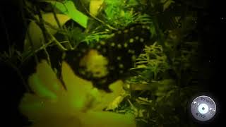 Feel You - Old Sea Brigade